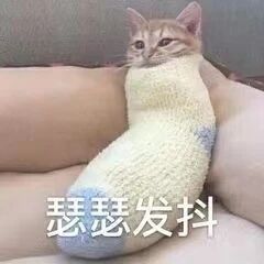 这是一张经过P图改编的趣味表情包，画面核心是一只猫咪，它的头部从一只米白色带蓝灰色袜口和袜尖的袜子里露出来，猫咪的表情显得紧张又委屈，眼神带着不安，仿佛正处于恐惧的情绪中。图片底部配有简体中文文字‘瑟瑟发抖’，精准呼应了猫咪的状态，将拟人化的情绪通过猫咪的形象展现出来。整体风格搞笑生动，常被用作网络社交中的表情素材，用来表达人在面对令自己害怕、紧张的事物时的心情，以幽默的方式传递情绪。