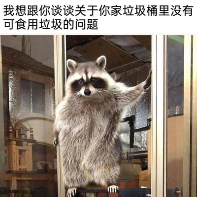 这是一张趣味搞笑梗图，画面主体是一只圆滚滚的小浣熊，它站立在窗边，一只前爪搭在窗框上，表情严肃，神态仿佛在“上门交涉”。图片上方配有拟人化的文字“我想跟你谈谈关于你家垃圾桶里没有可食用垃圾的问题”，结合小浣熊喜欢翻找人类垃圾桶觅食的习性，用严肃的“谈判”口吻制造出强烈的反差感，将小浣熊讨要食物的行为变得诙谐有趣，十分贴合网络搞笑内容的风格。