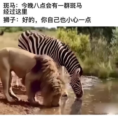 图片展示了一只斑马正在低头喝水，旁边站着一只狮子。上方配有对话文字，斑马说：'今晚八点会有一群斑马经过这里'，狮子则回应：'好的，你自己也小心一点'。这张图片通过动物间的对话制造了幽默效果，斑马似乎没有意识到自己正在向捕食者透露同伴的行踪。