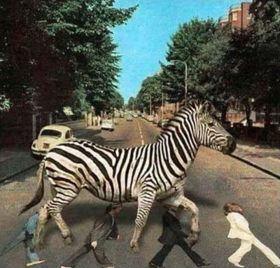 这张梗图恶搞自著名的《Abbey Road》专辑封面，把原本的斑马线横穿马路换成了真正的斑马动物，四位人物依然以原状走过，只是“斑马线”现在成了一个巨大逼真的动物斑马，形成幽默对比和视觉错位效果。该图采用了以谐音和视觉误导双关梗，调侃了“斑马线”英文“zebra crossing”的字面和实际含义差异。

本图有视觉错位和英式幽默双关，体现出创作者对经典流行文化的独特恶搞。