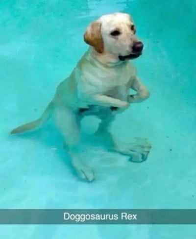 图片中是一只黄色拉布拉多犬在清澈的蓝色泳池水中，以类似霸王龙的姿势直立站立，前爪并拢放在胸前，头部微微抬起，表情平静地注视前方。图片底部有文字“Doggosaurus Rex”，这是一个幽默的双关语，结合了“doggo”（网络上对狗的可爱称呼）和“Tyrannosaurus Rex”（霸王龙），暗指狗狗站立的姿势像霸王龙。