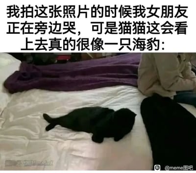 这是一张充满反差感的搞笑梗图，上方配文描述了一个哭笑不得的场景：拍摄者的女朋友正在旁边哭泣，但拍摄者的注意力却被床上的黑猫吸引，因为这只黑猫侧躺在床上，身体的姿态加上视觉错觉，让它的外形看起来和海豹高度相似。画面中，右侧的女性背对着镜头，呈现出哭泣的状态，而床上的黑猫躺卧的姿态完美复刻了海豹的形态，这种在悲伤场景下关注到奇怪笑点的反差，制造出强烈的滑稽效果，让人忍俊不禁。