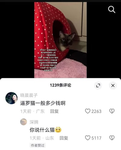 这是一张抖音平台的宠物日常截图，上方是宠物主人分享自家暹罗猫的暖心小故事：冬天怕冷的暹罗猫总黏着主人，主人给它买了草莓造型的新猫窝，以为它不喜欢所以不睡，直到某天晚回家，才发现猫刚在窝里睡醒，原来猫咪是更想陪着主人，而非不喜欢猫窝。下方是评论区，用户“晓晨晨子”打错字，将“暹罗猫”写成“逼罗猫”，另一位用户“深拥”玩梗提问“你说什么猫😉”，制造出搞笑的谐音梗效果。
**谐音梗说明**：用户输入时的手误将“暹罗”打成“逼罗”，形成了带有搞笑歧义的错别字，评论区的互动放大了这个笑点。