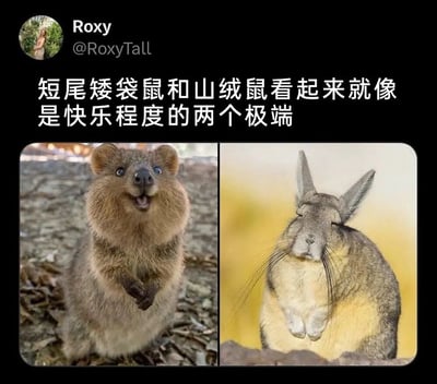 这是一张来自X平台的左右对比趣味梗图，整体为社交媒体截图格式。顶部展示发布者账号信息，发布者名为Roxy，账号为@RoxyTall，头像是包含人物的风景图；账号下方配文为“短尾矮袋鼠和山绒鼠看起来就像是快乐程度的两个极端”；画面下方分左右两栏分别展示两种动物：左栏的短尾矮袋鼠睁着圆圆的眼睛，嘴巴张开露齿，神态像在开怀大笑，情绪看起来十分欢快愉悦；右栏的山绒鼠闭着双眼，神态恹恹，看起来忧郁倦怠，满是不开心的倦怠感。两种动物的神态形成极强的情绪反差，生动表现出快乐程度的两个极端，充满幽默感。