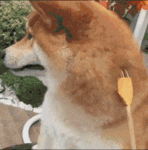 柴犬被刷子蹭耳朵的悠闲瞬间