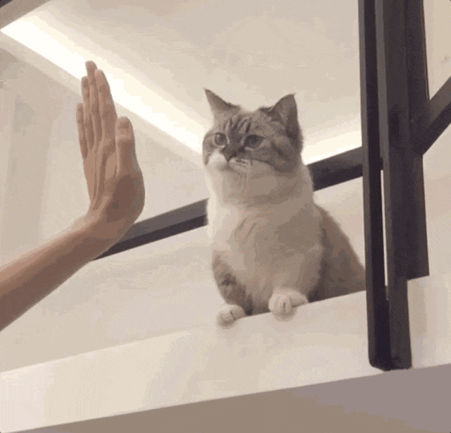 猫咪与人击掌的可爱动画