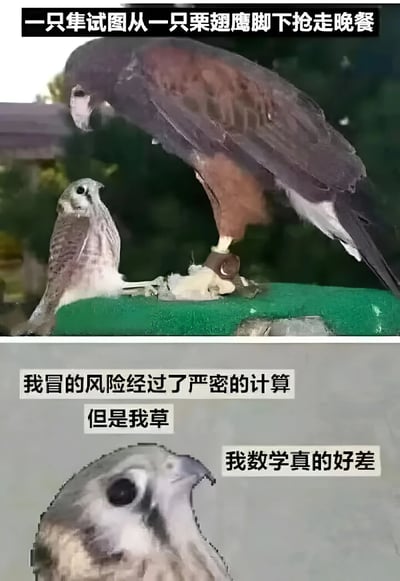 图片分为上下两部分。上半部分显示一只体型较小的隼抬头看着站立在绿色平台上的栗翅鹰，鹰爪下似乎抓着食物，配文说明这是隼试图从鹰脚下抢走晚餐的场景。下半部分是隼的特写镜头，配有三行文字：“我冒的风险经过了严密的计算”、“但是我草”和“我数学真的好差”，通过拟人化的方式制造幽默效果，暗示隼错误估计了自己与鹰的实力差距。