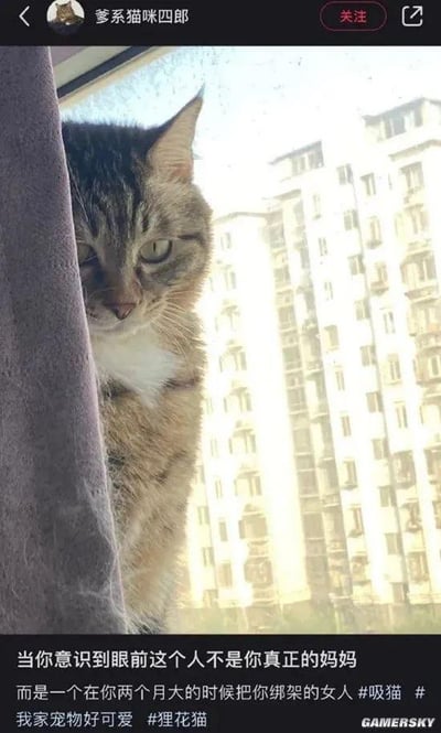 一只狸花猫从窗帘后探出头，眼神中带着怀疑和警惕地看着前方。图片下方配有文字："当你意识到眼前这个人不是你真正的妈妈而是一个在你两个月大的时候把你绑架的女人 #吸猫 #我家宠物好可爱 #狸花猫"。猫咪的表情与文字内容形成幽默对比，仿佛它真的在思考自己的身世。背景中可以看到窗外的公寓楼，表明这是在城市中拍摄的家庭场景。
