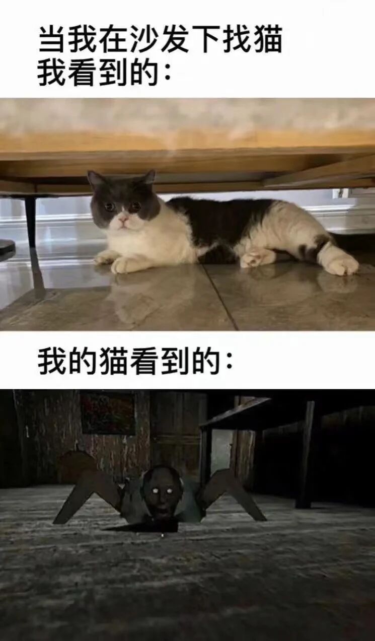 英短猫