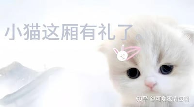 图片主体为一只戴着粉色兔子发卡的白色小猫，背景为浅色朦胧效果。小猫眼神清澈直视前方，表情可爱。图片左侧配有半文半白的文字“小猫这厢有礼了。”，模仿了“古风小生”梗的尴尬文学风格，将原梗中的人物替换为萌宠，形成反差萌的幽默效果。