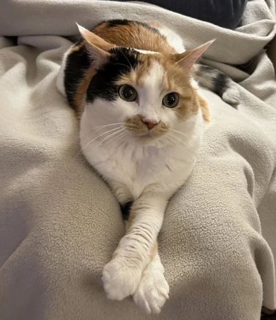 一只三花猫（毛色为白色、黑色和橙色）舒适地躺在灰色的毯子上。猫咪有着大大的绿色眼睛，正直视镜头，表情显得有些好奇和放松。它的一只前爪自然伸展，耳朵竖立，整体姿态十分惬意。