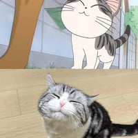 美国短毛猫
