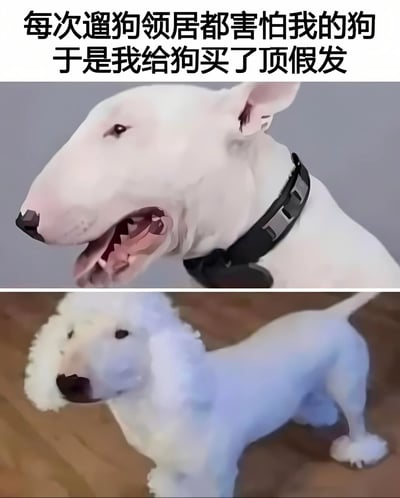 这是一张上下对比的宠物搞笑梗图。上图是一只表情看起来有些凶猛的白色牛头梗，嘴巴张开露出牙齿；下图是同一只狗戴上了蓬松的白色假发后的样子，整体气质变得温顺可爱。图片上方配有文字说明："每次遛狗邻居都害怕我的狗 于是我给狗买了顶假发"，通过给凶猛外表的狗戴上假发形成反差萌，达到搞笑效果。