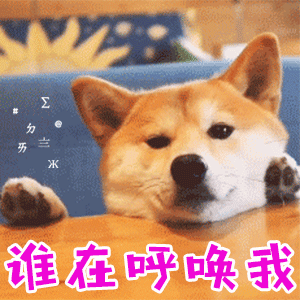 柴犬疑惑反应：谁在呼唤我