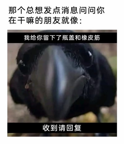 这是一张用于社交互动的搞笑表情包，顶部文字将生活里那种没什么大事却总想发消息询问你近况、找你聊天的朋友，类比成会向人类赠送自己珍视小物件的乌鸦；画面主体是乌鸦的近距离特写，搭配“我给你留下了瓶盖和橡皮筋”“收到请回复”的字幕，用乌鸦送小礼物的可爱行为，生动又幽默地诠释了这类朋友的热情与贴心，精准戳中了友情里细碎又温暖的日常互动细节，很适合用来调侃朋友或者表达自己想找对方聊天的心情。