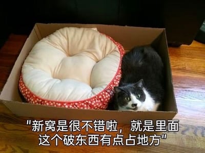图片中展示了一个纸箱放置在木质地板上，箱内左侧有一个米白色圆形猫窝，边缘带有红色波点装饰。一只黑白相间的猫咪正蜷缩在纸箱右侧，身体紧挨着猫窝，头部微微扭转看向镜头，表情显得有些无辜。图片底部配有一行文字：“新窝是很不错啦，就是里面这个破东西有点占地方”，这里的“破东西”实际上指的是猫窝，猫咪明明占据纸箱空间却“嫌弃”猫窝占地，形成幽默反差萌。