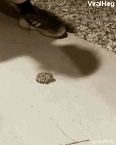 蟾蜍