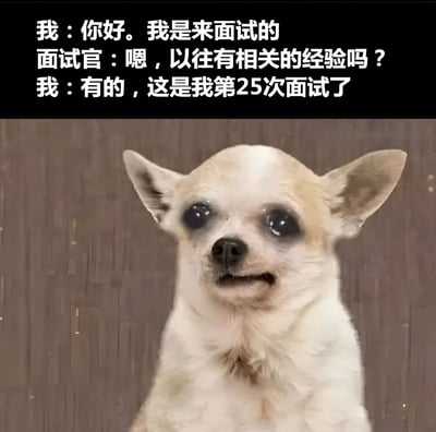 这是一张搞笑梗图，上方是一段面试对话，下方是一只表情疲惫、有明显黑眼圈的吉娃娃狗狗照片。对话内容是："我：你好。我是来面试的 面试官：嗯，以往有相关的经验吗？ 我：有的，这是我第25次面试了"。通过将求职者的回答与狗狗疲惫的表情结合，幽默地表达了多次面试后的身心俱疲状态，反映了当代年轻人求职难的无奈现实。