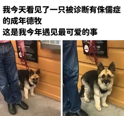 这是一张左右对比的双图拼接梗图，上方配有文字说明："我今天看见了一只被诊断有侏儒症的成年德牧 这是我今年遇见最可爱的事"。左侧图片显示一只体型娇小的德国牧羊犬被人用红色牵引绳牵着，站在黄色墙壁旁，旁边有禁止吸烟的标识。右侧图片是同一只狗的近景，它耳朵竖起，眼睛圆圆的看着前方，表情十分可爱。整体构图清晰，通过对比展示了这只特殊德牧的萌点。