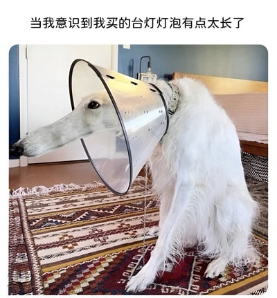 图片中是一只白色的苏俄猎狼犬，它戴着一个巨大的透明伊丽莎白圈，长长的鼻子从圈中伸出，整体造型酷似一个过长的台灯灯泡。图片上方配有文字“当我意识到我买的台灯灯泡有点太长了”，通过狗的独特造型与台灯灯泡进行幽默联想，营造出轻松搞笑的氛围。