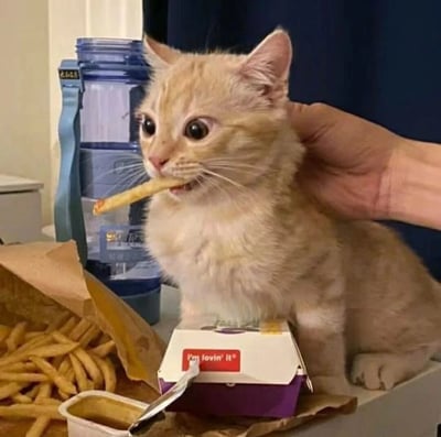 一只毛茸茸的小橘猫正坐在桌子上，嘴里叼着一根麦当劳薯条，眼睛瞪得圆圆的，一脸无辜又惊喜的表情。一只人类的手正在温柔地抚摸它的头顶，旁边散落着打开的薯条纸袋、蘸酱杯和印有‘I'm lovin' it’标语的麦当劳餐盒，背景中还有一个蓝色的饮水机。整个画面充满了温馨又搞笑的氛围，仿佛小猫偷吃被当场抓包却毫不在意。