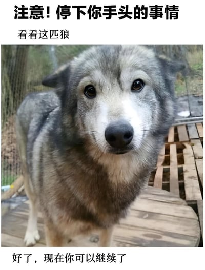图片上方有醒目的黑色文字“注意! 停下你手头的事情 看看这匹狼”，中间是一张狼的特写照片，狼的毛发呈灰黑色与白色相间，眼神直视镜头，背景似乎是户外的木质平台和围栏。图片下方配有文字“好了，现在你可以继续了”。整体风格轻松幽默，通过夸张的文字引导吸引观者注意力，展示狼的照片后又让观者继续之前的事情，形成一种无厘头的搞笑效果。