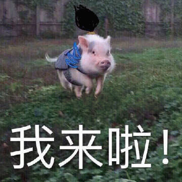 戴帽小猪飞奔喊话：我来啦！