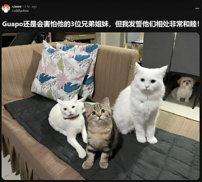 沙发上三只猫咪并排而坐，分别是戴红项圈的白猫、虎斑猫和长毛白猫（推测为Guapo），背景中还有一只小型白犬。图片配文提到'Guapo还是会害怕他的3位兄弟姐妹，但我发誓他们相处非常和睦！'，展现了宠物间既有点小胆怯又和睦的温馨日常。