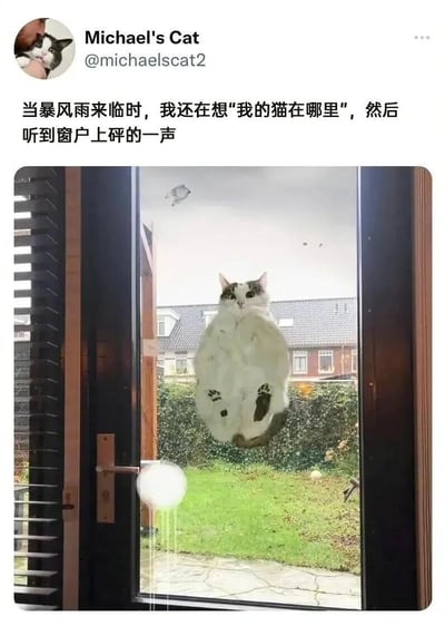 社交媒体账号'Michael's Cat'发布的帖子，内容描述暴风雨来临时担心猫咪下落，随后听到窗户传来撞击声。配图显示一只白猫从窗外猛地撞在玻璃上，身体被压扁成圆形，表情惊讶，背景可见阴雨天的天空、飞鸟和花园。整体呈现出宠物在恶劣天气下的搞笑又可爱的意外瞬间。