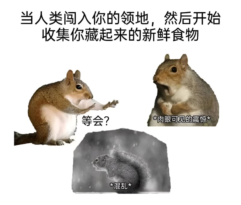 松鼠