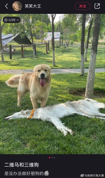 画面中一只金毛犬站在草地上，吐舌头看起来十分开心，它身旁的苏俄猎狼犬侧躺在草地上，因修长的体型和躺卧姿势，视觉上像一只“二维的马”，和立体的金毛形成强烈反差。配文“二维马和三维狗 是没办法做好朋狗的😿”，用谐音“朋狗”代替“朋友”，玩了跨次元的趣味梗，通过视觉错位制造出搞笑的吐槽效果，调侃两种“次元”的动物没办法成为好朋友。