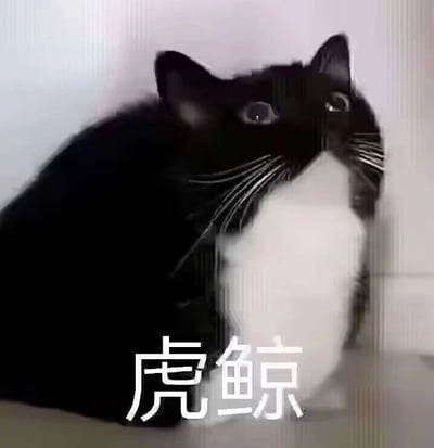 这是一张静态趣味梗图，主体是一只黑白配色的奶牛猫，猫咪的头部与身体大部分区域为黑色，胸口有大面积的白色毛发，这种毛色分布和海洋生物虎鲸的外观配色高度相似。图片下方配有白色的“虎鲸”二字，用调侃的方式将这只外形撞脸虎鲸的猫咪比作虎鲸，制造出幽默搞笑的效果，属于宠物相关的趣味撞脸梗图，容易在宠物爱好者群体中引发共鸣，适合作为表情包在社交场景中使用。