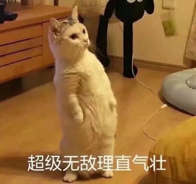 一只白色猫咪直立站在木地板上，前爪自然垂下，头部微微侧转，眼神坚定地望向斜上方，表情看起来十分自信。背景中可见木质抽屉柜、黑色长腿玩偶和一个浅蓝色的宠物窝，整体场景温馨日常。图片底部配有文字“超级无敌理直气壮”，完美契合猫咪昂首挺胸、理直气壮的姿态。