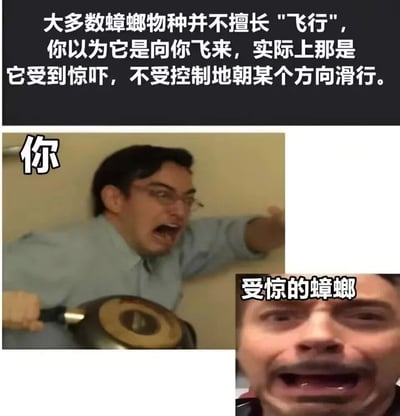 图片上方为黑色背景白色文字，内容是：'大多数蟑螂物种并不擅长"飞行"，你以为它是向你飞来，实际上那是它受到惊吓，不受控制地朝某个方向滑行。' 下方左侧是一个戴眼镜的男子，左手持平底锅，右手向前伸出，表情激动，图片左侧标注'你'；右侧是一个男子的面部特写，眼神慌乱，表情惊恐，图片上方标注'受惊的蟑螂'。整体通过图文结合的方式，幽默地对比了人类面对蟑螂时的反应与蟑螂受惊后的状态，用科普知识制造笑点。