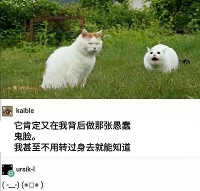 这张梗图由两只猫组成，表情强烈反差。一只猫坐在前方神情冷漠，另一只猫在它身后做出浮夸的鬼脸，画面极具喜感。下方文字区模拟网友评论，吐槽自己不用回头也知道背后朋友在搞怪，非常符合日常社交中和沙雕朋友互动的场景。整体氛围沙雕、轻松，传递出“平淡表面背后必有沙雕”的网络日常感，适合作为群聊斗图、表达无语等情境。

图片没有明显的谐音或双关，但“鬼脸”属网络常见恶搞行为，强化了社交梗意味。
