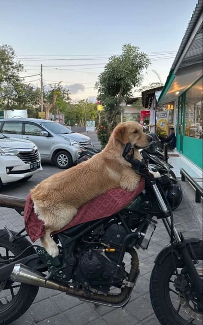 一只金毛犬正惬意地趴在一辆黑色摩托车的座椅上，座椅上铺着一块红色花纹布。狗狗四肢自然伸展，脑袋偏向一侧，眼神平静地望向街道，仿佛在享受悠闲的午后时光。背景是充满生活气息的街景：路边停放着几辆银色和白色的汽车，旁边有绿色门面的店铺，远处有茂密的树木和电线杆，天空呈现出淡淡的蓝灰色，整体氛围轻松又治愈。