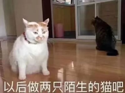 这是一张静态单图，属于文字加注的表情素材图，由真实猫咪照片改编而来。画面呈现室内地板场景，前景是一只戴着红色项圈的白橘猫，它端正地坐在地板上，面向镜头，面部表情低落，看起来带着难过与委屈的情绪；背景的玻璃门口处，一只黑猫背对着镜头蹲坐，仿佛在刻意远离白橘猫。图片底部配有文字“以后做两只陌生的猫吧”，将猫咪拟人化，用猫咪的场景来类比人与人之间关系决裂、不再亲近的伤感状态，适合用来抒发关系变淡、决定不再往来的负面情绪，是很有共鸣的情感类表情包。