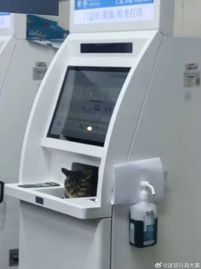 这张图片拍摄于医院室内环境，画面中心是一台白色的医院自助报告打印机，机器顶部的标识牌写着“门急诊/检验/检查打印”，明确了它的功能是为患者打印检验检查报告。在机器下方的出单口位置，一只狸花猫正从里面探出头来，它的眼神慵懒，神态看起来有些困倦，仿佛把这个狭小的空间当成了自己的休息窝。机器的右侧还挂着一瓶免洗洗手液，符合医院的防疫要求。原本冰冷的医疗设备因为这只猫咪的意外出现，增添了许多趣味和温馨感，形成了强烈的反差萌，让人忍俊不禁。