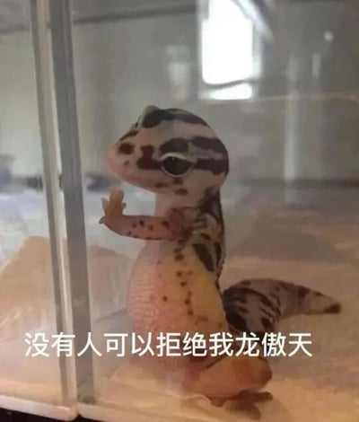 这是一张文字加注类的静态单图，画面主体是一只豹纹守宫，它身处透明饲养箱内，身体直立，一只前爪搭在箱子的透明侧壁上，眼神带着傲娇感，神态显得十分自信。图片下方配有白色玩梗文字“没有人可以拒绝我龙傲天”，将这只宠物蜥蜴和网文里常见的霸道自信的“龙傲天”人设结合，形成强烈的反差萌，让原本可爱的宠物形象多了一份诙谐的霸道感，适合用来表达自信、傲娇的情绪，或是在撒娇、调侃的语境中使用。
