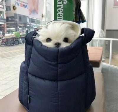 一只毛茸茸的白色小奶狗从深蓝色的羽绒材质背包中探出头来，圆溜溜的黑色眼睛直视镜头，小鼻子微微翘起，表情呆萌又好奇。背包被放置在室内的桌子上，背景是一扇玻璃窗，窗外可见街道景象，有停放的自行车、店铺招牌（含绿色"Green"标识）和模糊的建筑物，整体画面温馨治愈，充满生活气息。