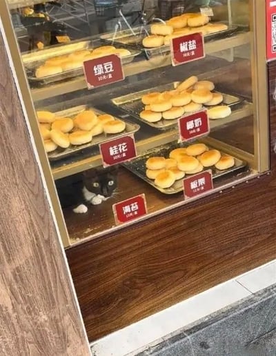 这是一张线下糕点店的实拍照片，画面主体是带玻璃门的糕点展示柜，柜内分层摆放着多盘圆酥饼，每类酥饼旁都配有红色价格标识牌，从上到下依次标注绿豆10元/盒、椒盐10元/盒、椰奶10元/盒、桂花10元/盒、板栗12元/盒、海苔12元/盒的信息。在最下层海苔标识牌的后方空隙处，躲着一只黑白花色的猫咪，仅露出脑袋和白色前爪，睁着圆圆的眼睛看向柜外，猫咪的位置刚好对应海苔口味的标签，因此被戏称为新品“猫海苔”，整体画面诙谐有趣。