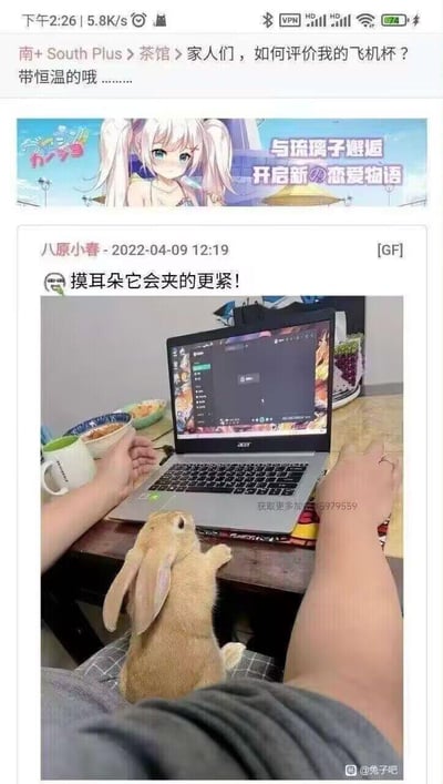 这是一张玩低俗谐音梗的搞笑社交截图，顶部论坛帖子以“家人们，如何评价我的飞机杯？带恒温的哦……”为标题，下方是用户“八原小春”发布的实拍图：一只浅棕色兔子扒在桌沿，前爪搭在桌子上，配文“摸耳朵它会夹的更紧！”，结合帖子标题，将兔子的动作和“飞机杯”的功能做低俗联想，制造反差搞笑效果。
注：此处为利用动物形态进行的低俗暗示类玩梗，通过双关制造笑点。