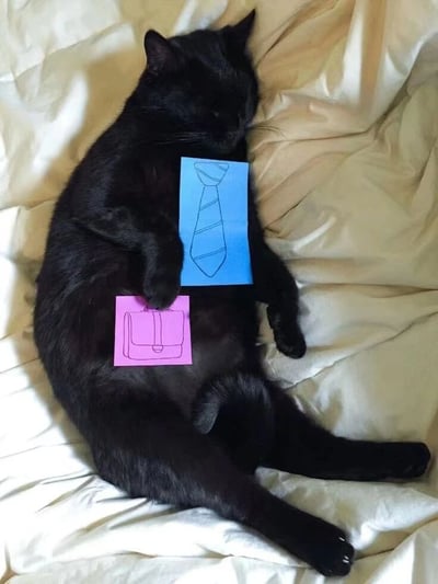 一只纯黑的猫咪仰卧在米色丝质床单上沉睡，四肢自然伸展，姿态十分放松。猫咪身上被巧妙放置了两张手绘图案的彩色贴纸：胸部位置贴着一张蓝色纸片，上面画着领带图案；腹部位置则贴着一张粉色纸片，画着公文包图案。这种将职场元素与慵懒猫咪结合的创意，形成了有趣的反差萌效果，仿佛这只猫咪在睡梦中仍在扮演职场人士的角色。