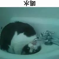 图中一只黑白相间的猫咪将身体整个蜷缩在白色洗手池内，仅露出部分脸部与爪子，姿态显得十分惬意。图片上方添加了倒置的“喝水”二字，视觉上呈现为“水喝”，通过文字倒置的巧思，让画面与文字形成趣味呼应，凸显猫咪窝在洗手池里仿佛在“喝水”的可爱场景，整体风格轻松搞笑，充满治愈感。