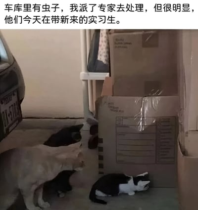 图片展示了一个车库场景，左侧有一辆汽车的尾部，右侧堆放着几个纸箱，地面上有几只猫咪。上方文字幽默地将猫咪比作处理虫子的“专家团队”，而几只小猫则被调侃为“新来的实习生”，营造出专家带实习生的诙谐画面，暗讽职场中常见的“培训式摸鱼”场景。