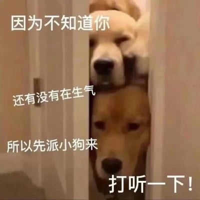 图片中两只小狗从门缝里探出头偷看，表情无辜又好奇。上方和中间位置有白色文字：'因为不知道你还有没有在生气所以先派小狗来打听一下！'，整体营造出一种可爱又温馨的氛围，常用于向他人表达关心或试探对方是否还在生气的轻松场景。