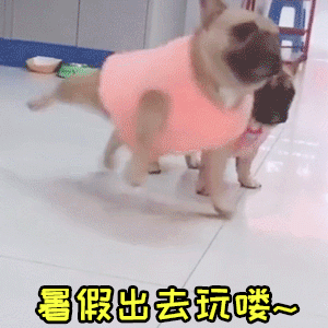 法斗穿粉衣兴奋期待暑假出游