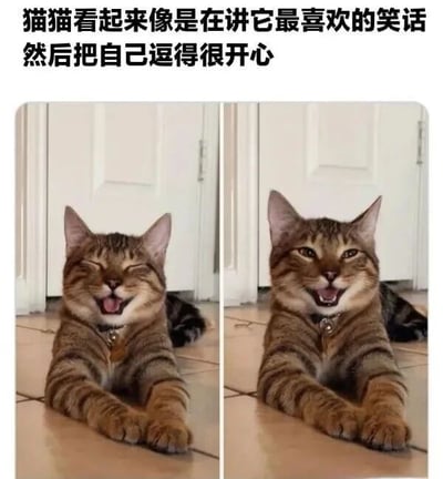 图片为左右对比的双 panel 静态图，展示同一只虎斑猫趴在木地板上的两种表情。左图中猫咪双眼紧闭，嘴巴大张露出舌头，像是讲完笑话后笑得前仰后合；右图中猫咪睁着眼睛，嘴巴微张露出牙齿，表情得意仿佛正在分享它最喜欢的笑话。上方配文“猫猫看起来像是在讲它最喜欢的笑话然后把自己逗得很开心”，生动诠释了猫咪的可爱神态，整体充满轻松搞笑的氛围。