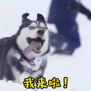 雪地哈士奇兴奋大喊“我来啦”