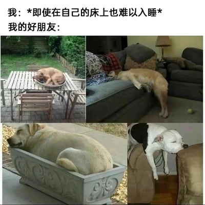 这是一张图文结合的搞笑反差梗图，上方文字分为两部分，“我：即使在自己的床上也难以入睡”，“我的好朋友：”，下方搭配了四张狗狗的实拍照片：第一张是浅棕色狗狗蜷在户外木质桌子的小盘子里熟睡；第二张是浅金色狗狗一半身子趴在沙发上、一半身子垂在地面熟睡；第三张是胖狗狗挤在装饰性水泥花坛里熟睡；第四张是黑白狗狗卡在沙发靠背缝隙里熟睡。用狗狗在各种离谱、奇怪的地方都能睡得十分香甜的状态，和“我”在舒适的床上都失眠的情况形成强烈反差，调侃自己失眠而朋友睡眠质量极佳的日常，充满趣味。